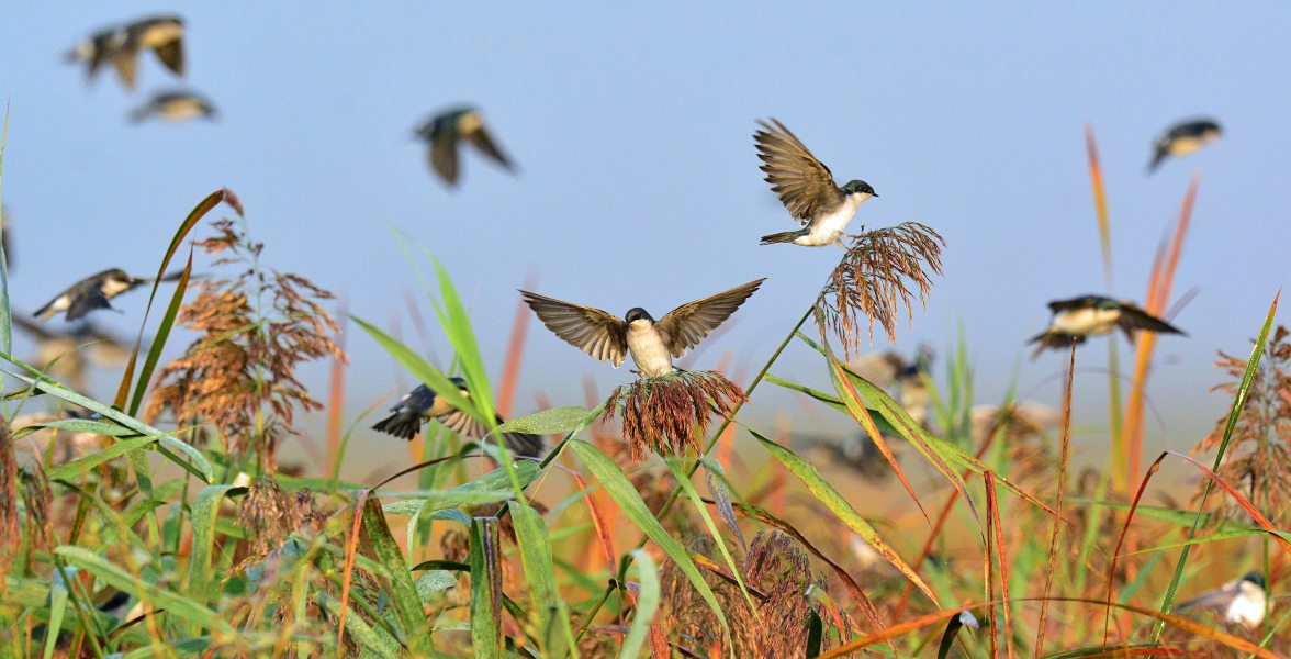 Tree Swallow.