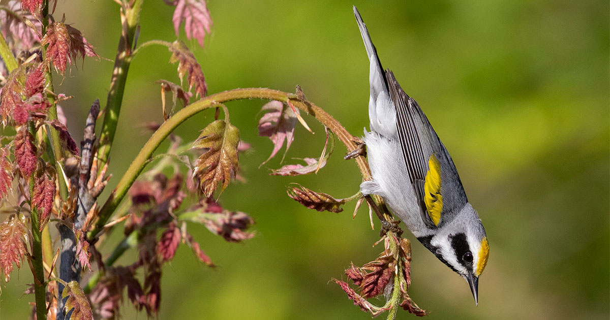 Golden-winged Warbler.