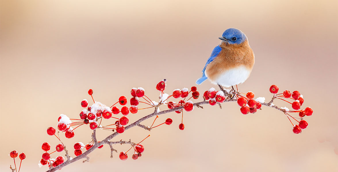 Eastern Bluebird.