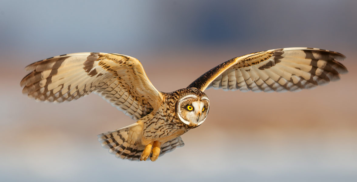 Short-eared Owl in flight.