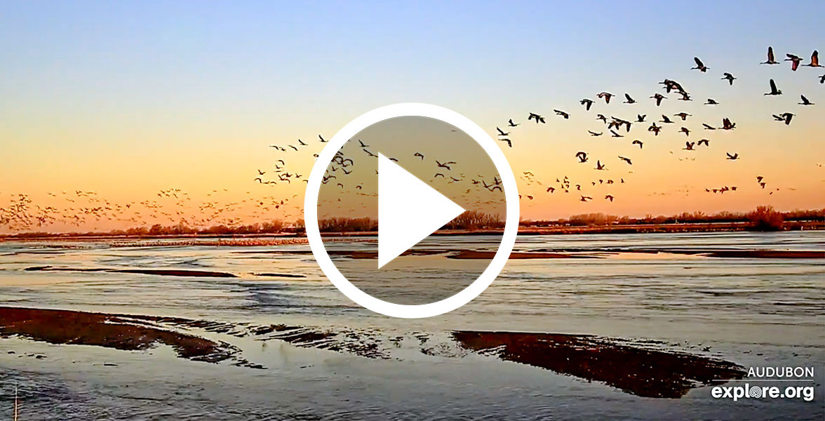 Sandhill Cranes on the Platte River in Nebraska.