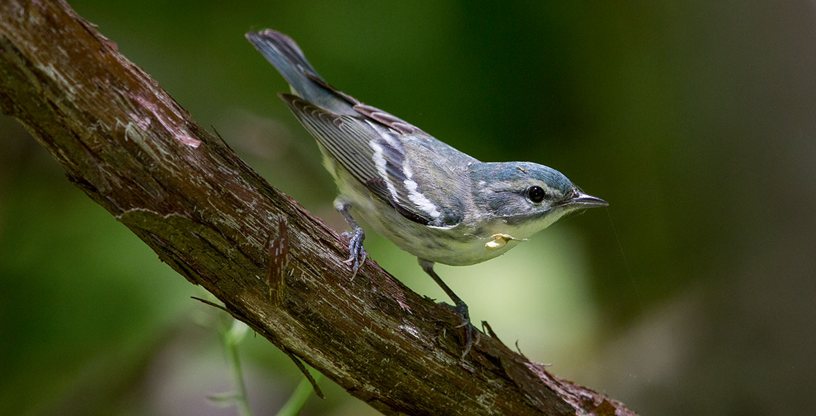 Cerulean Warbler.