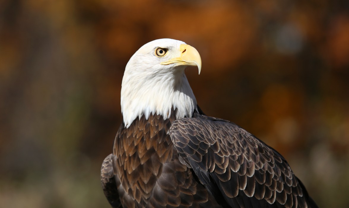 A bald eagle stands in profile with a blurred orange natural background