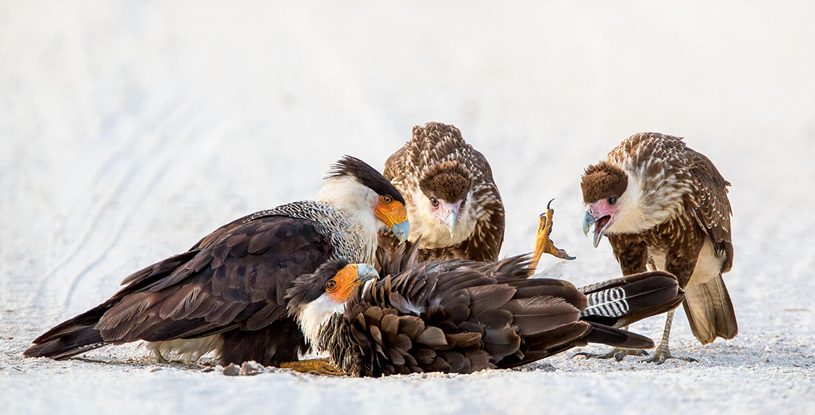 Crested Caracaras.