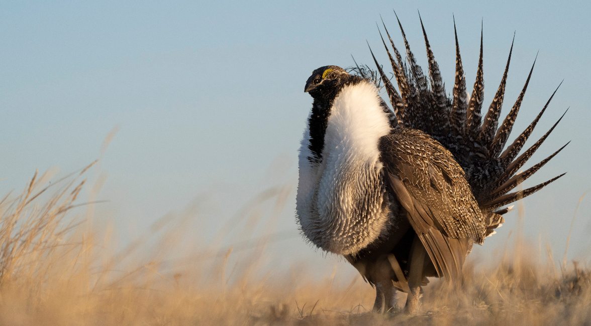 Greater Sage-Grouse.