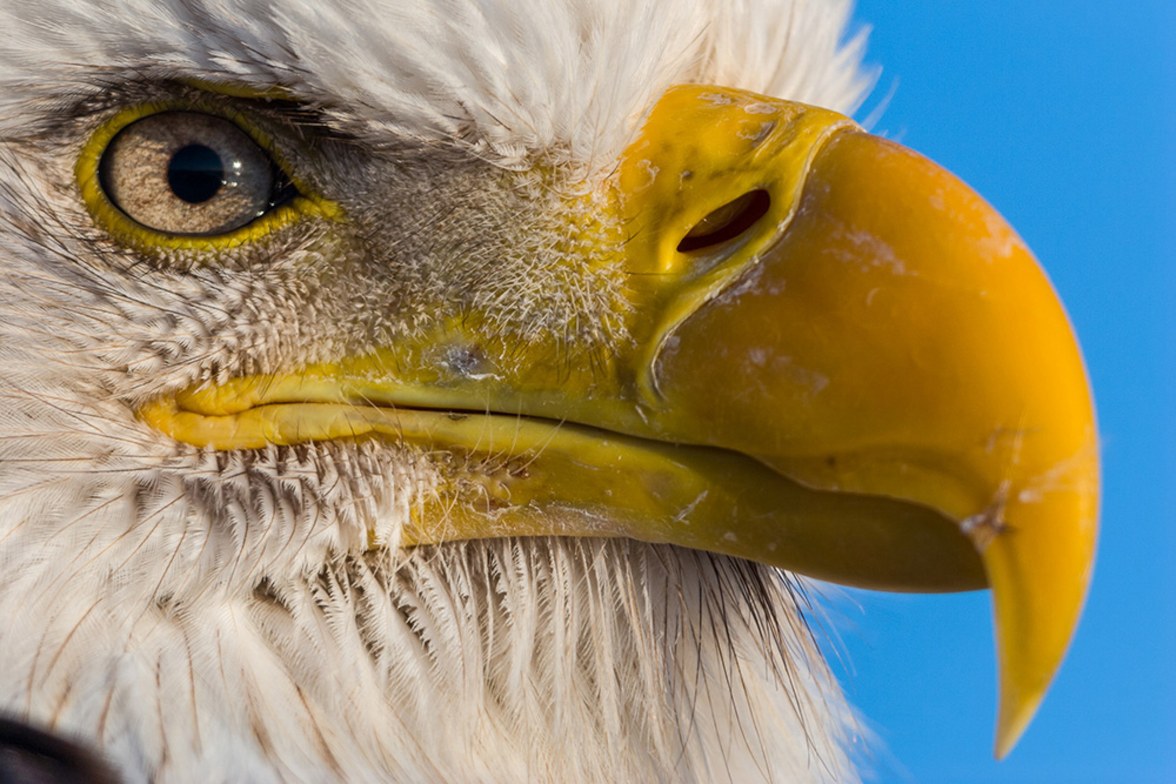 A close up of the head of a bald eagle 