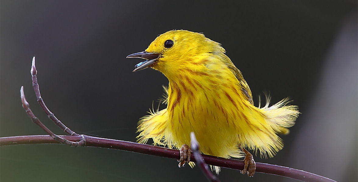 Yellow Warbler.