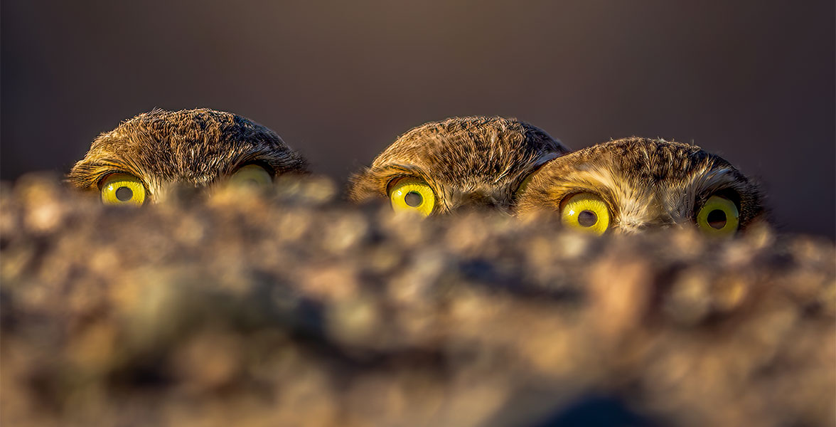 Burrowing Owls.