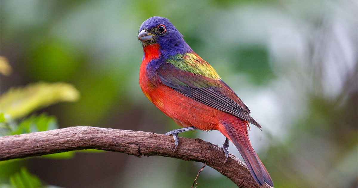 Painted Bunting.