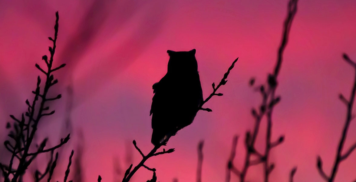 A bird's silhouette over an evening sky and tree branches.