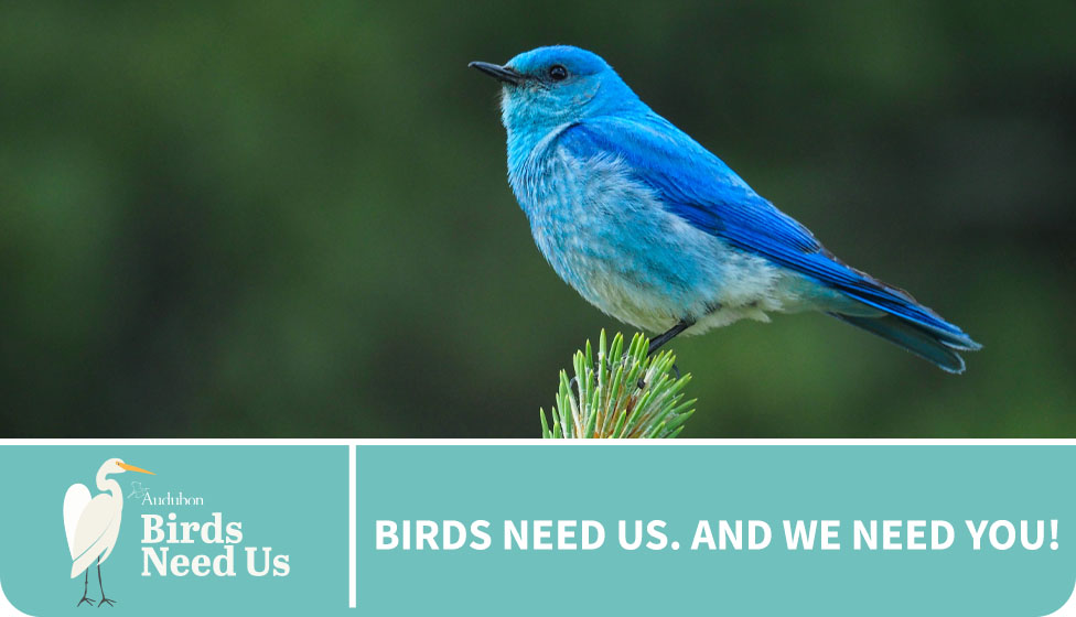 birds need us and we need you