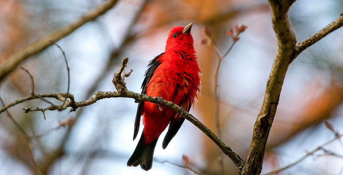 Scarlet Tanager on a branch.