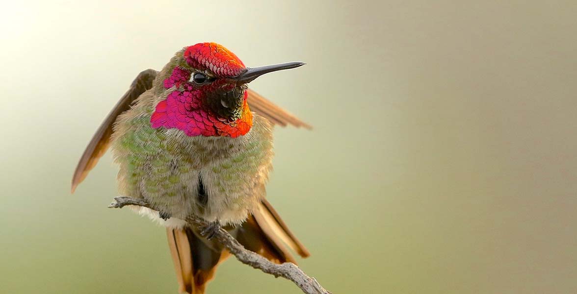 Anna's Hummingbird