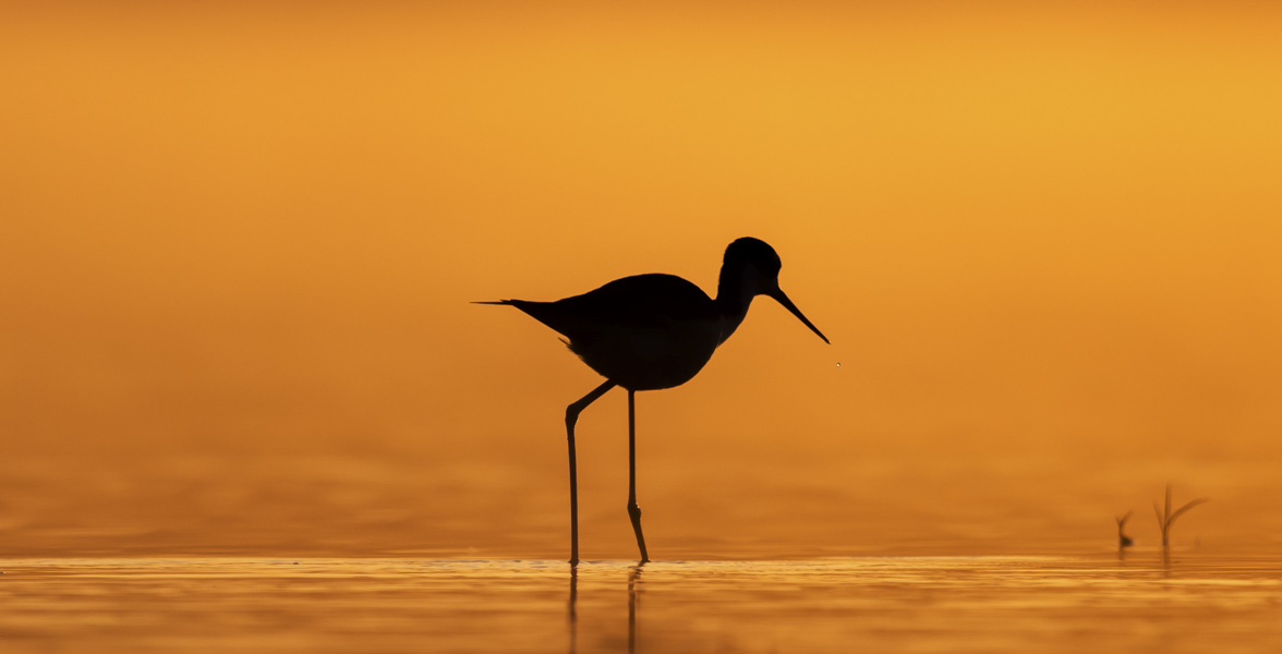 A shorebird walks in shallow water at sunset.