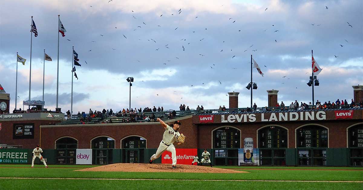 The San Francisco Giants amid a flock of gulls.