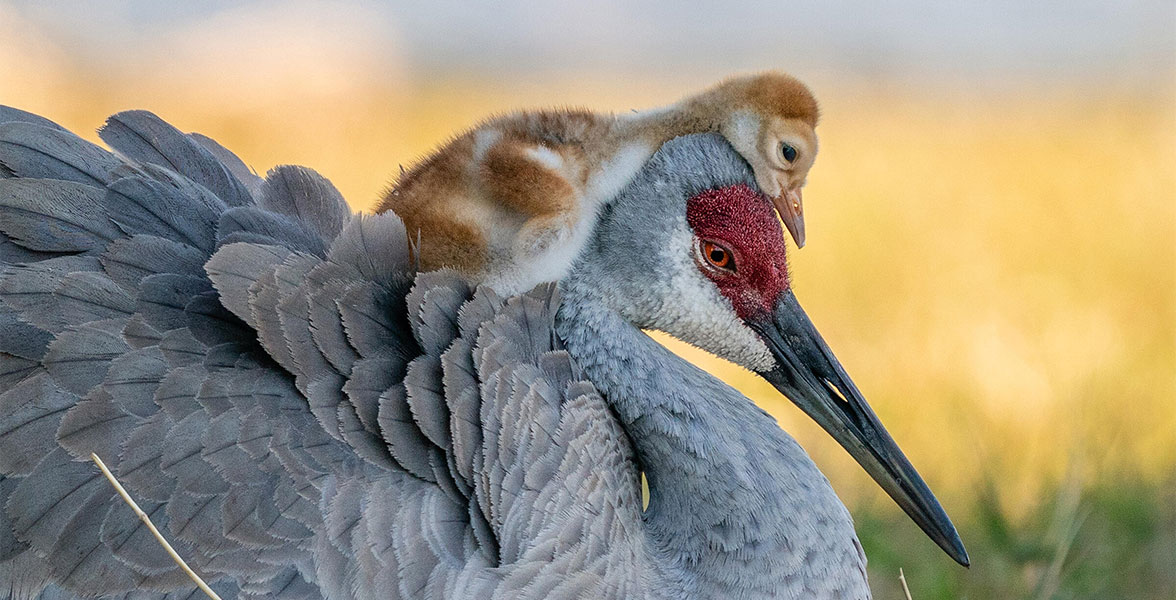 Sandhill Cranes.