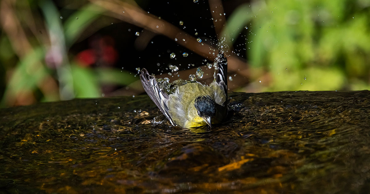 Lesser Goldfinch.