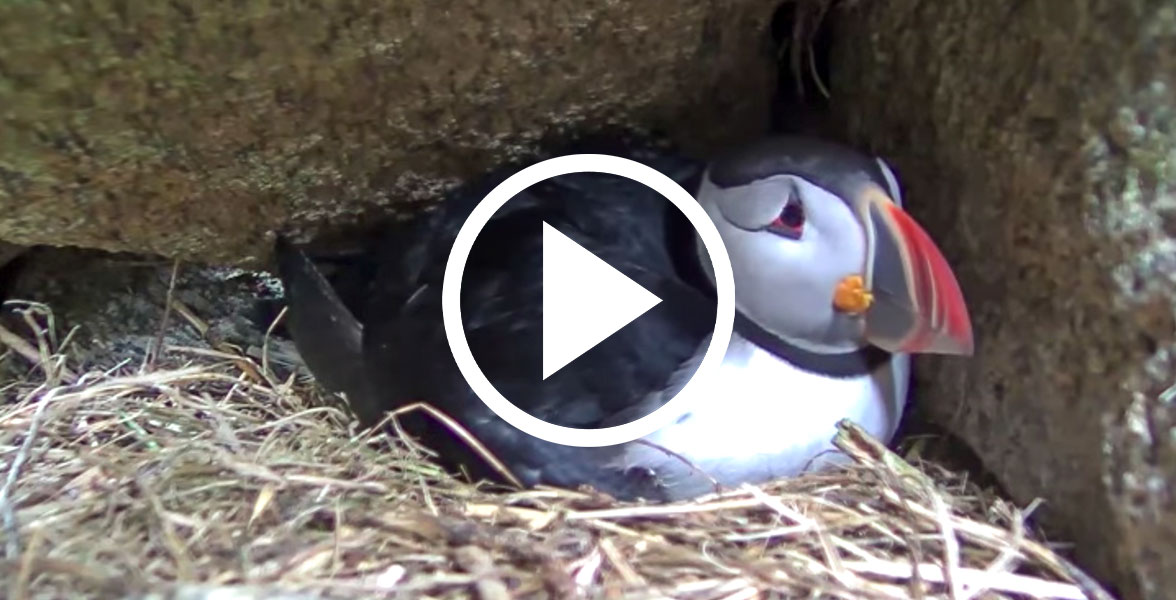 Atlantic Puffin in their burrow.