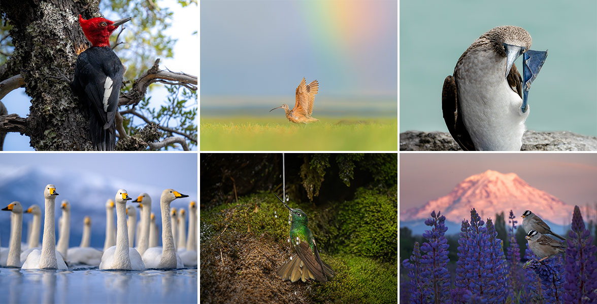 Photos clockwise from top left: Juan Meza Cid; Cairang Jia; Andrés Felipe Ramírez Goyeneche; Protik Mohammad Hossain; María Paula Lorenzo Moreno; Yoshiki Nakamura. All Audubon Photography Awards