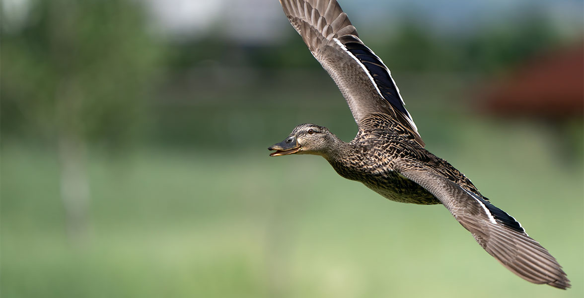 Mallard.