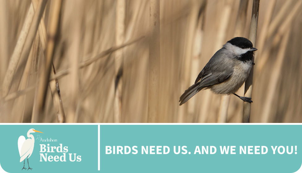 birds need us. and we need you!