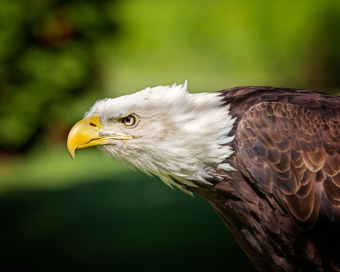 A Bald Eagle is viewed from the side, head slightly downward, with a green blurred background