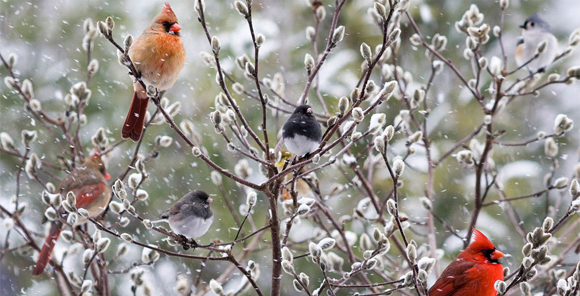 Northern Cardinals and Dark-eyed Juncos.