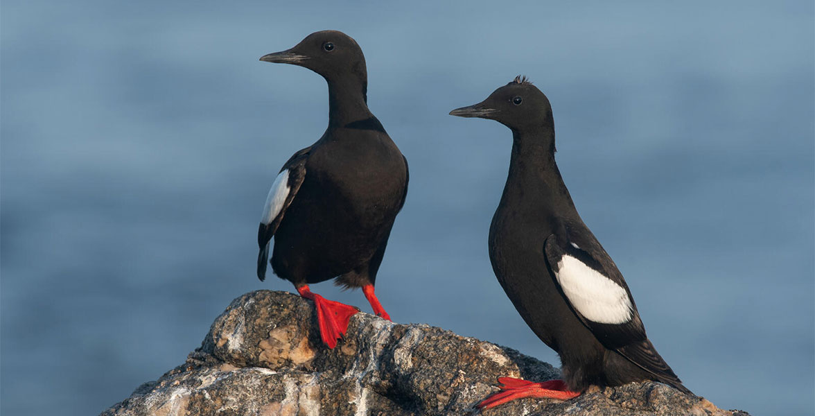 Black Guillemots.