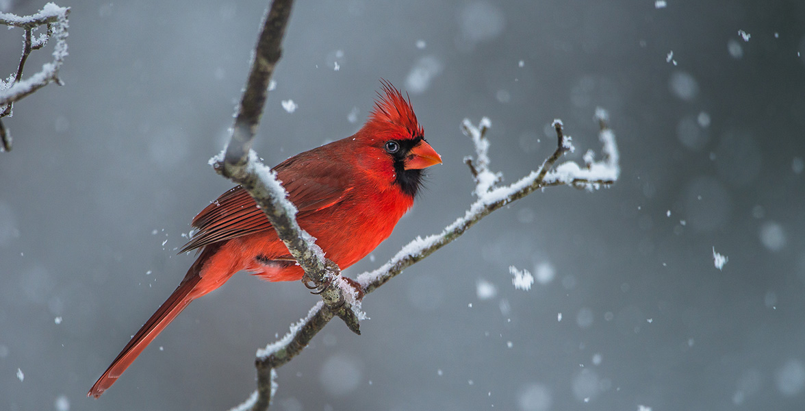 Northern Cardinal.