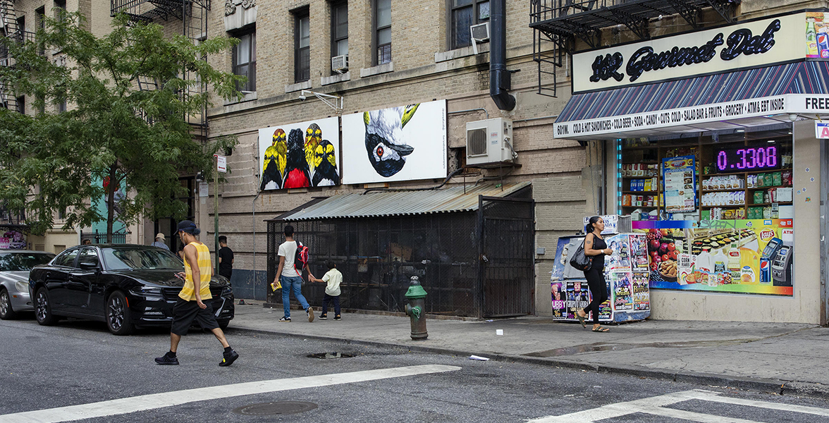 A NYC street featuring murals from the Audubon Mural Project.