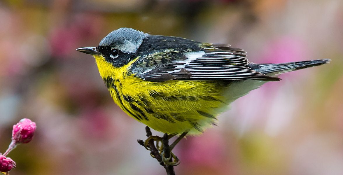 Magnolia Warbler.