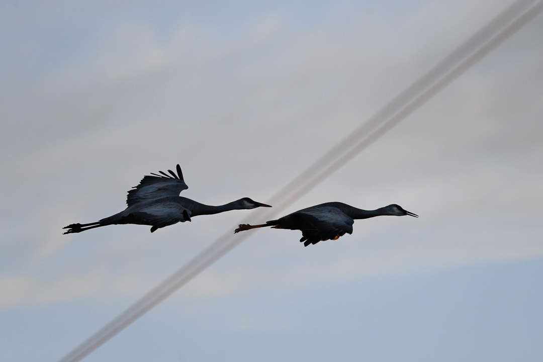 Sandhill Cranes.