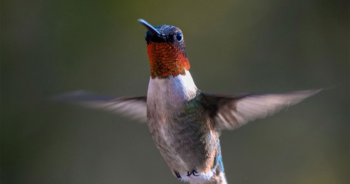 Ruby-throated Hummingbird.