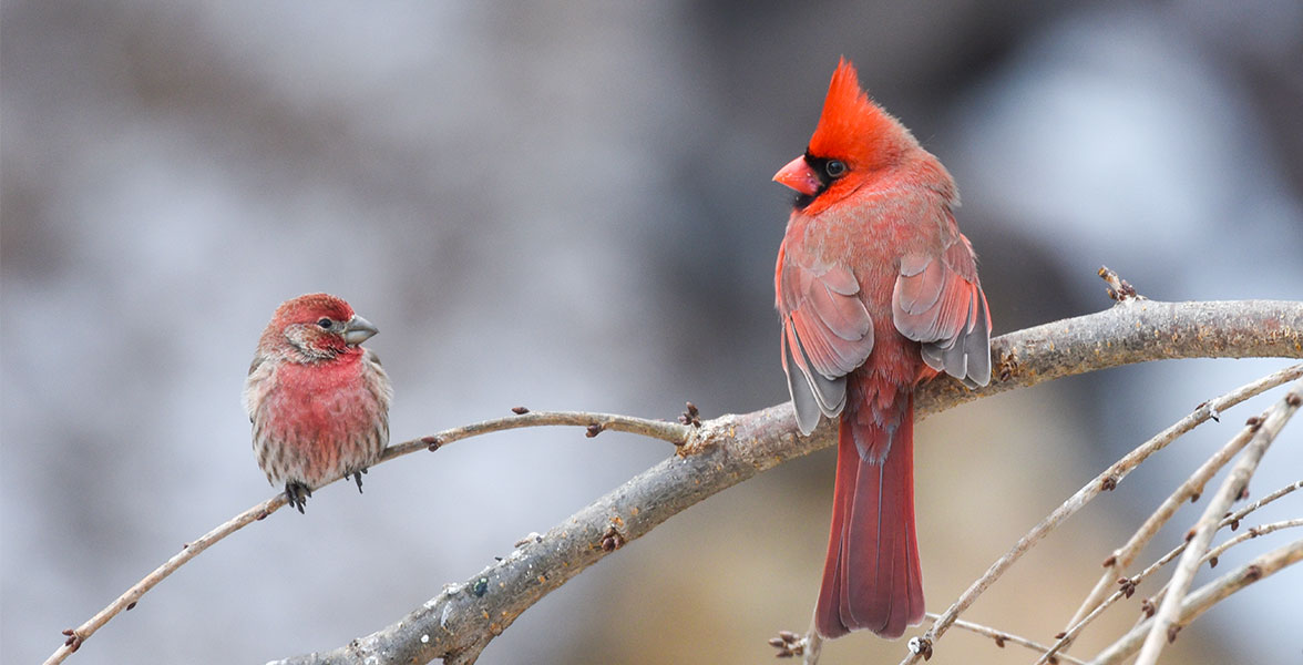 House Finch (left) and Northern Cardinal.