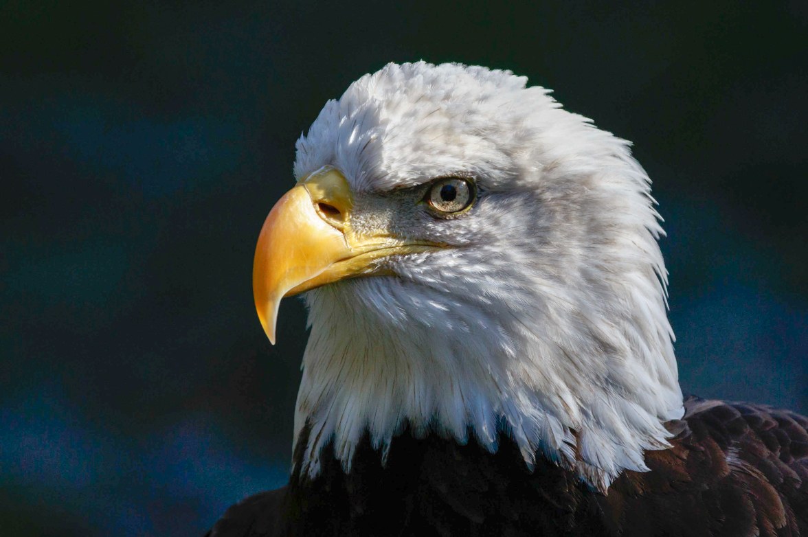 A head of a bald eagle is centered in the photo, staring into the distance