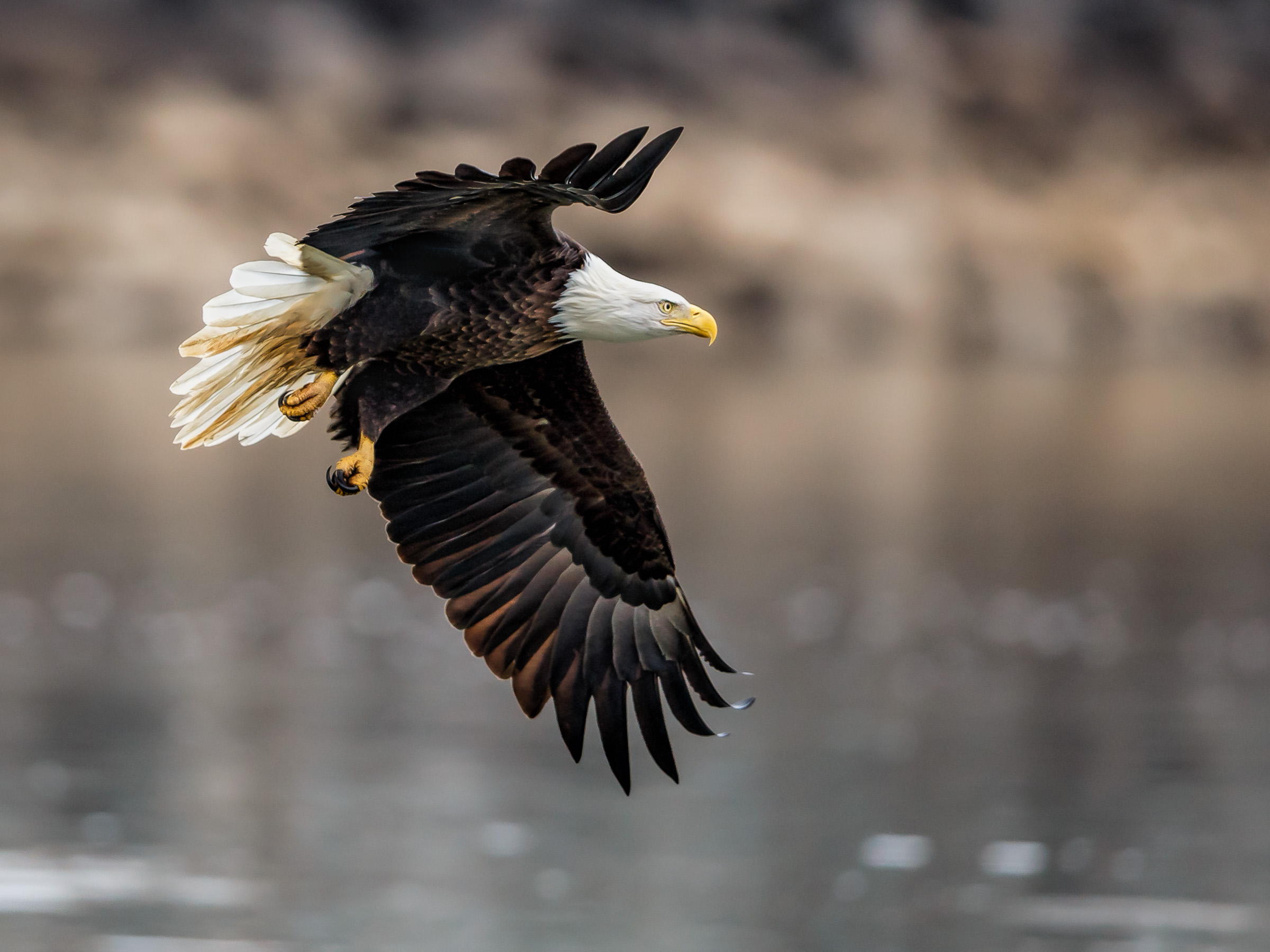 A Bald Eagle soars above a waterway