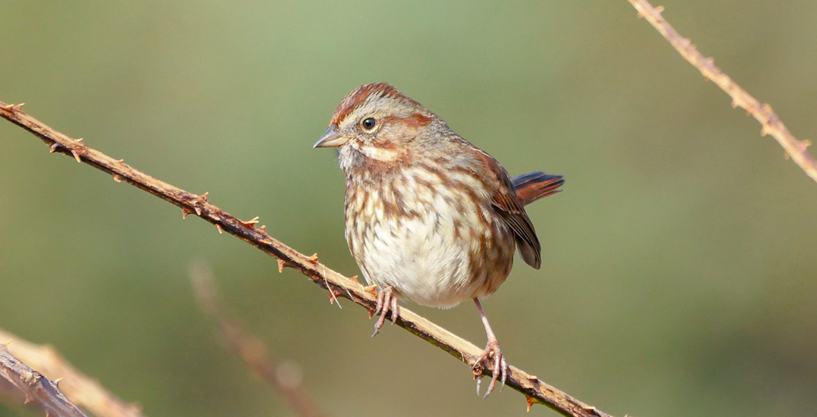 Song Sparrow.