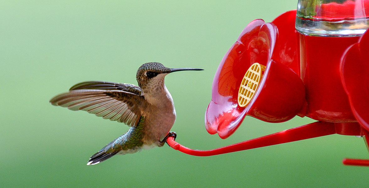 Ruby-throated Hummingbird.