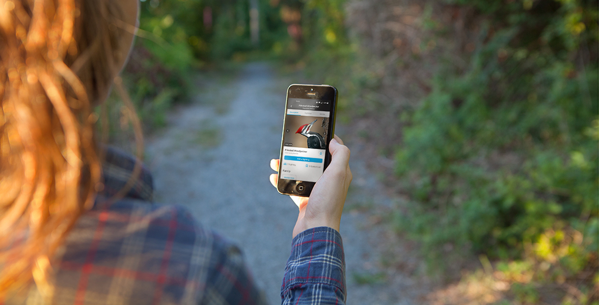 Pileated Woodpecker on the Audubon Bird Guide app.