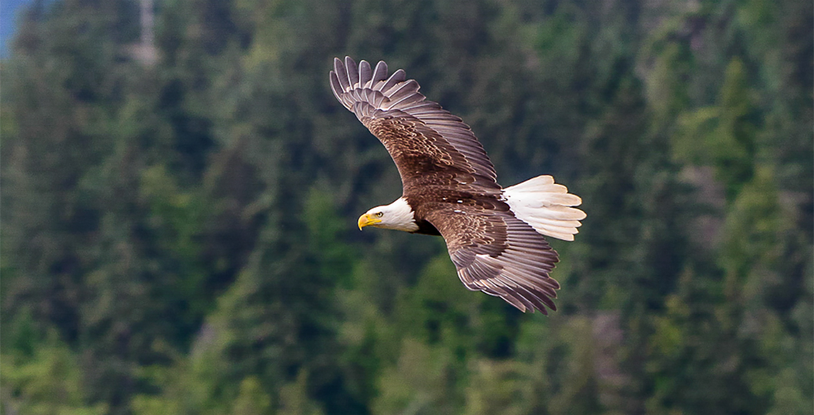 Bald Eagle.