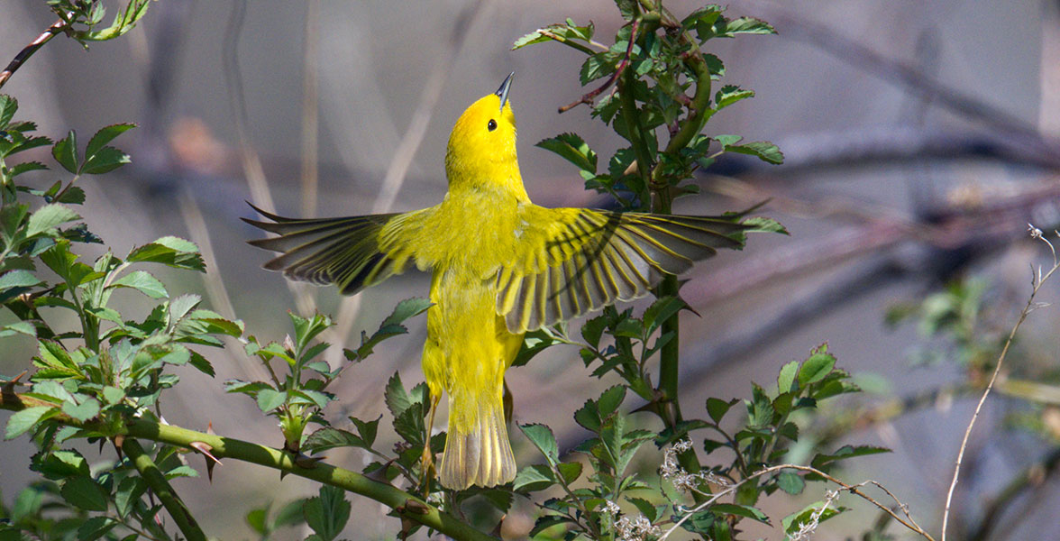 Yellow Warbler.