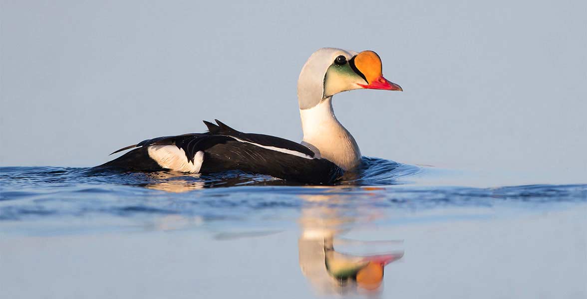 King Eider. 