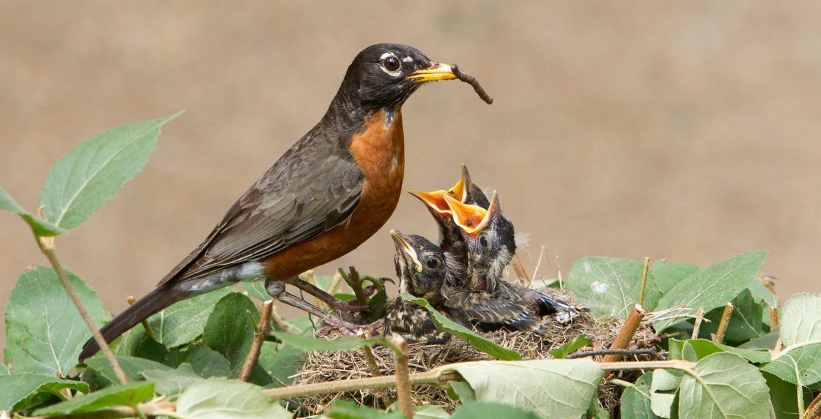 American Robins.