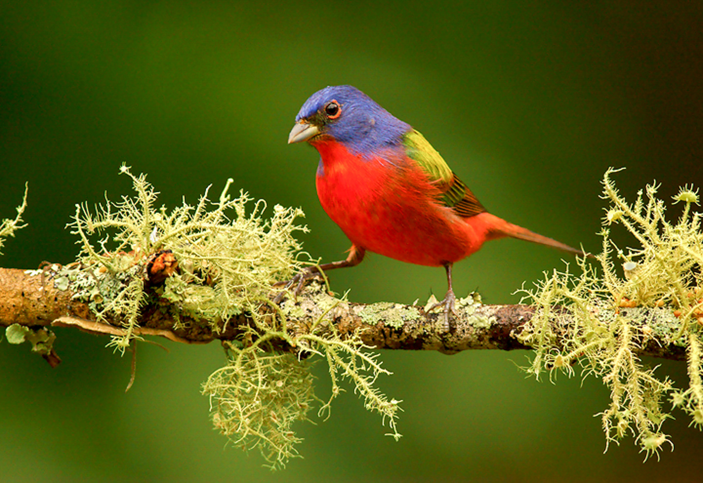 Painted Bunting 