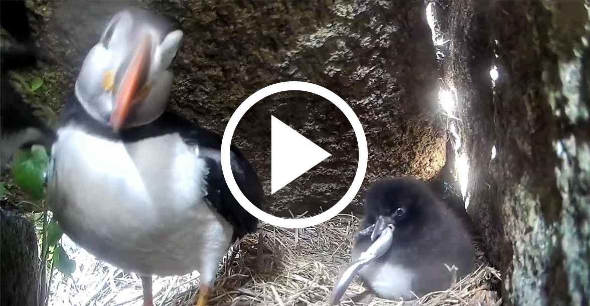 Atlantic Puffins in their rocky burrow.