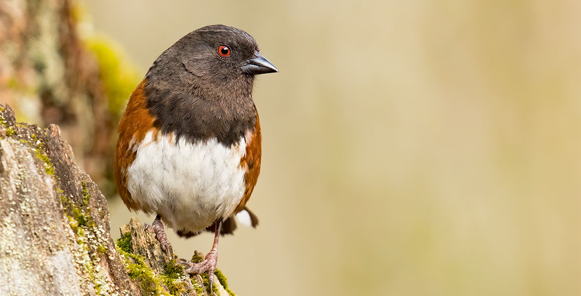 Spotted Towhee.