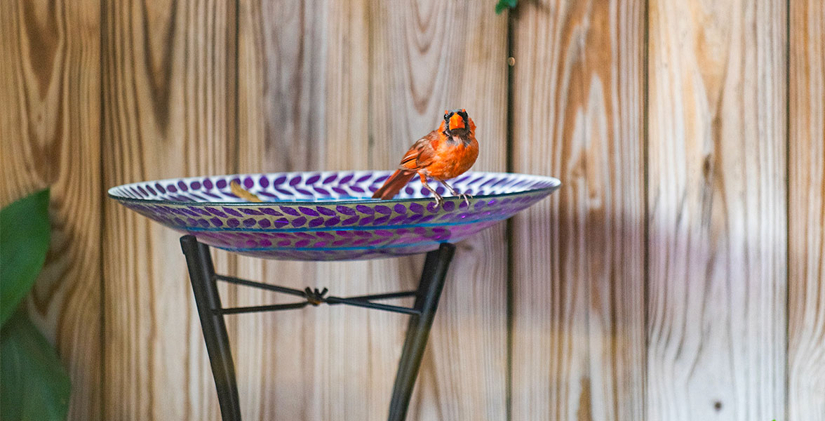 A Northern Cardinal bathes in a birdbath.