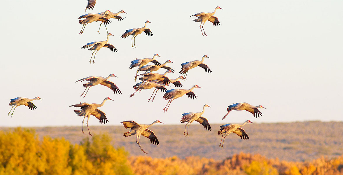 Sandhill Cranes.