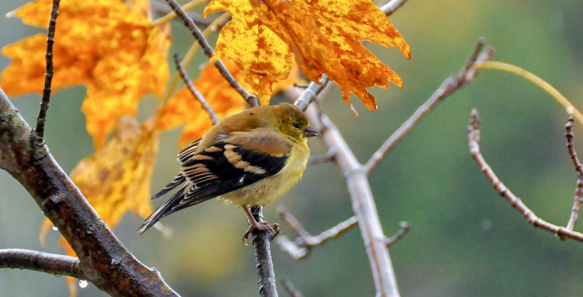 American Goldfinch in a sugar maple.