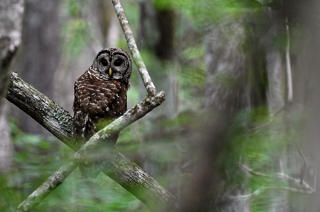 A barred owl, in the chocolate, white, black, and gray spotty plumage - back facing the camera and head turned almost all the way around with bright yellow beak is perched on a thick limb behind waves of green foliage, like a blur. The owl is in perfect focus beyond the casting leaves between the photographer and the owl. 